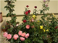 0c8d2598-Picture 4345.jpg